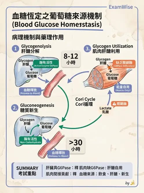 營養 - 醣類消化吸收與血糖調控 - AI 圖文解析預覽