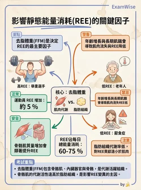 營養 - 能量平衡與食慾控制 - AI 圖文解析預覽