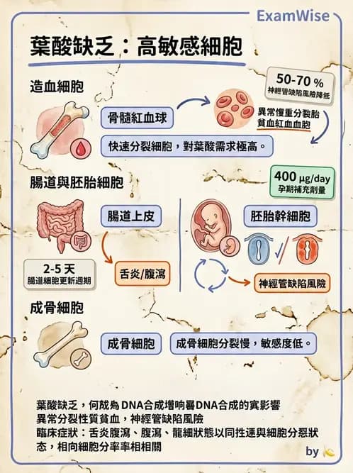 營養 - 單碳代謝與造血B群維生素 - AI 圖文解析預覽