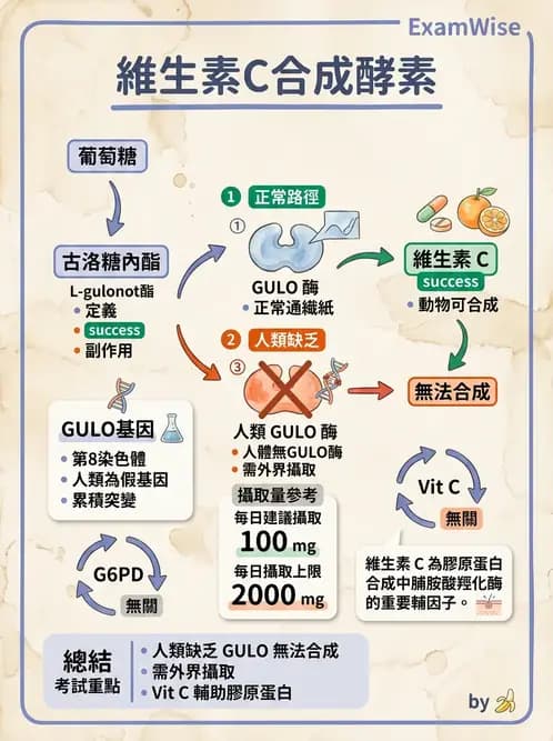 營養 - 維生素C與其他水溶性維生素 - AI 圖文解析預覽