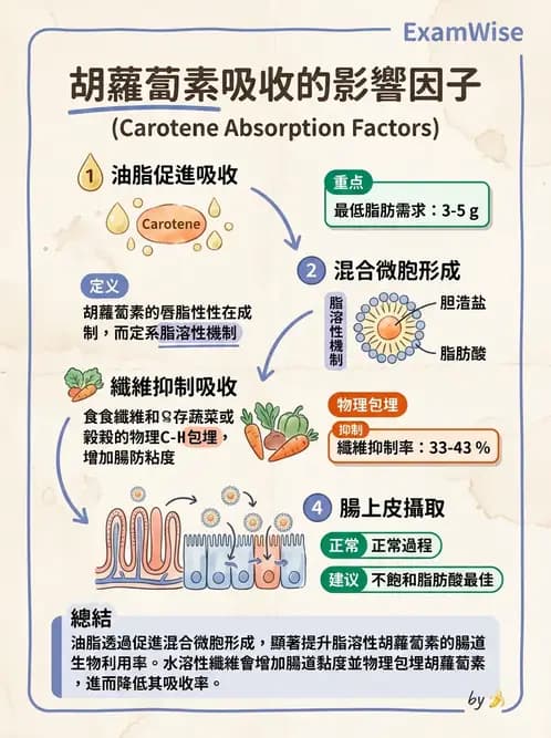 營養 - 維生素A - AI 圖文解析預覽