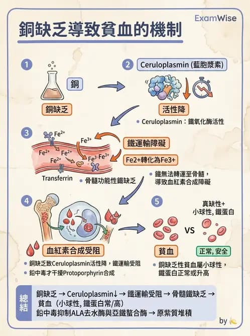 營養 - 鋅與銅營養 - AI 圖文解析預覽