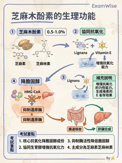 營養 - 當代營養學相關議題 - AI 圖文解析預覽