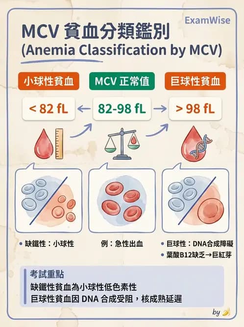 營養 - 單碳代謝與造血B群維生素 - AI 圖文解析預覽