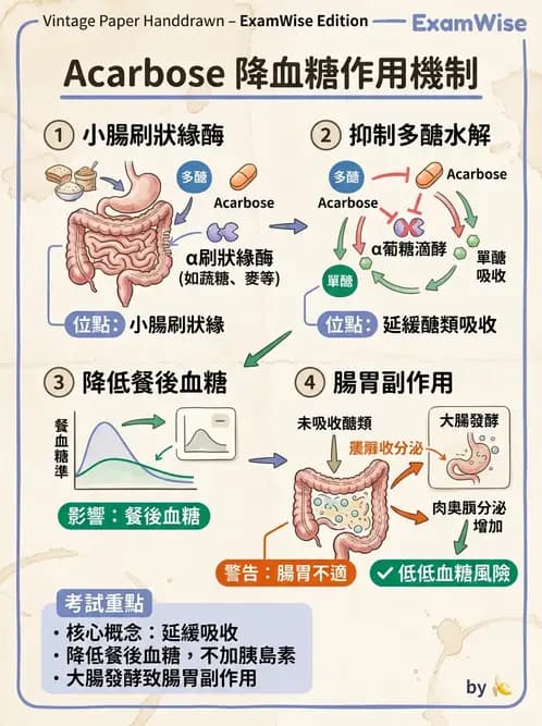 營養 - 糖尿病與代謝症候群 - AI 圖文解析預覽