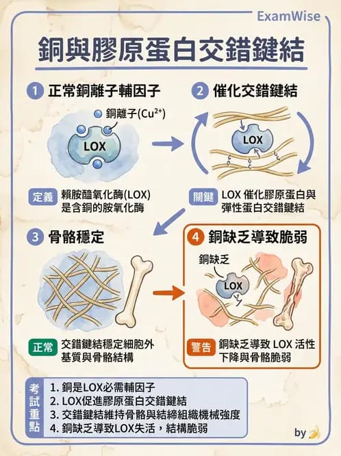 營養 - 骨骼與關節疾病 - AI 圖文解析預覽