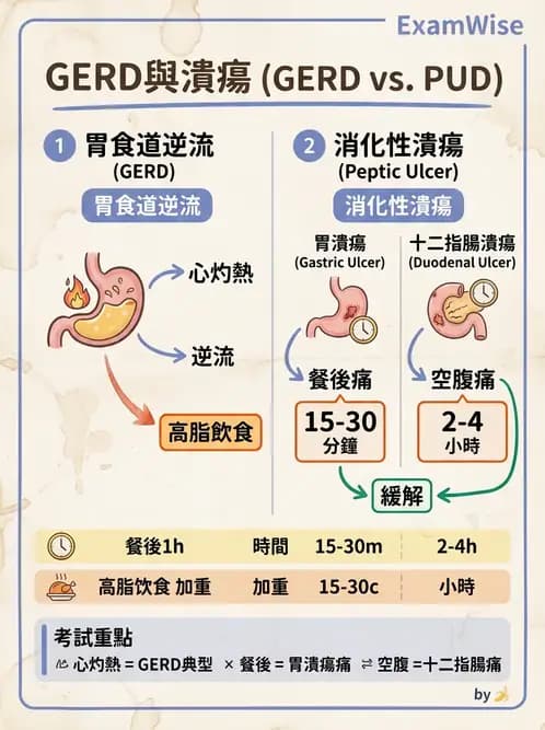 營養 - 腸胃道疾病 - AI 圖文解析預覽