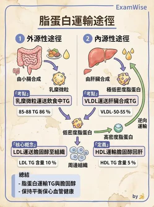 營養 - 脂蛋白與膽固醇代謝 - AI 圖文解析預覽