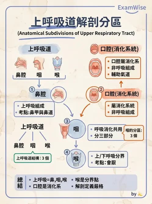 營養 - 呼吸系統疾病 - AI 圖文解析預覽