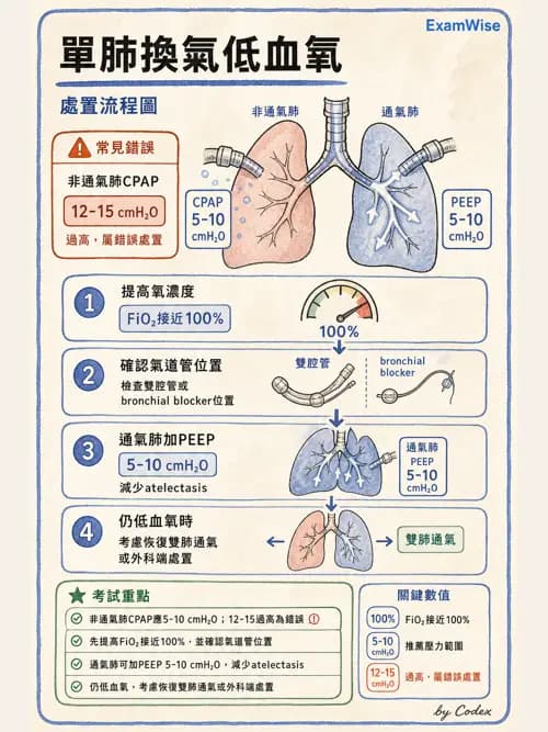 麻醉專護 - 單肺通氣與雙腔氣管內管 - AI 圖文解析預覽