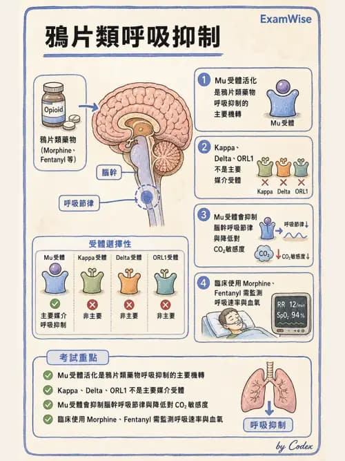 麻醉專護 - 鴉片類與非鴉片類止痛藥 - AI 圖文解析預覽