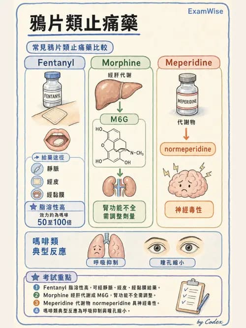麻醉專護 - 止痛藥物與安寧緩和照護基礎 - AI 圖文解析預覽