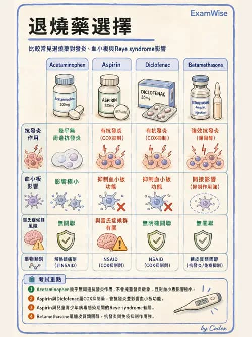 麻醉專護 - 感染症、發燒與抗生素 - AI 圖文解析預覽