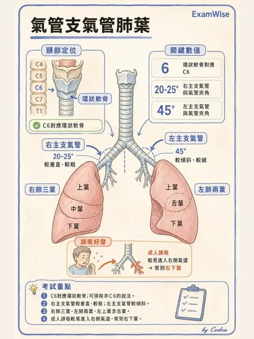 麻醉專護 - 呼吸系統疾病術前評估 - AI 圖文解析預覽