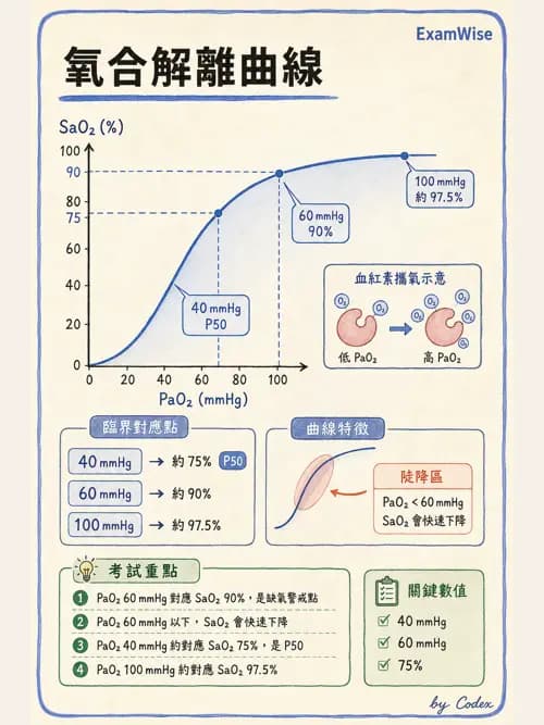 麻醉專護 - 呼吸系統疾病術前評估 - AI 圖文解析預覽