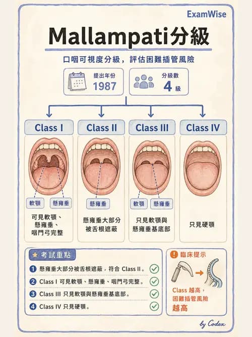 麻醉專護 - 呼吸道評估與處置 - AI 圖文解析預覽