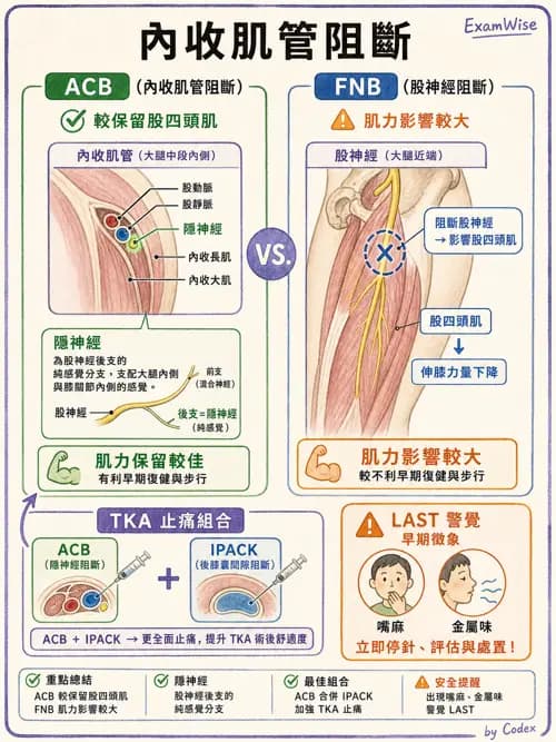 麻醉專護 - 周邊神經阻斷術 - AI 圖文解析預覽