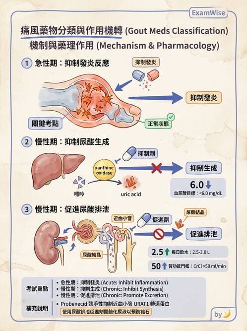 護理師 - 關節疾病與骨科手術 - AI 圖文解析預覽