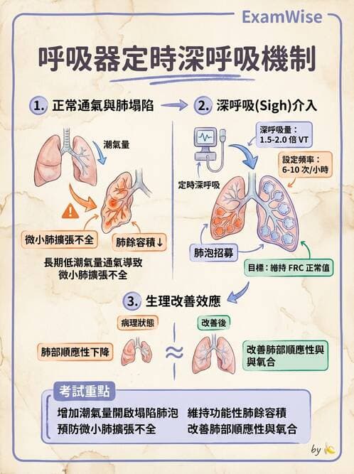 護理師 - 呼吸衰竭與胸腔護理 - AI 圖文解析預覽