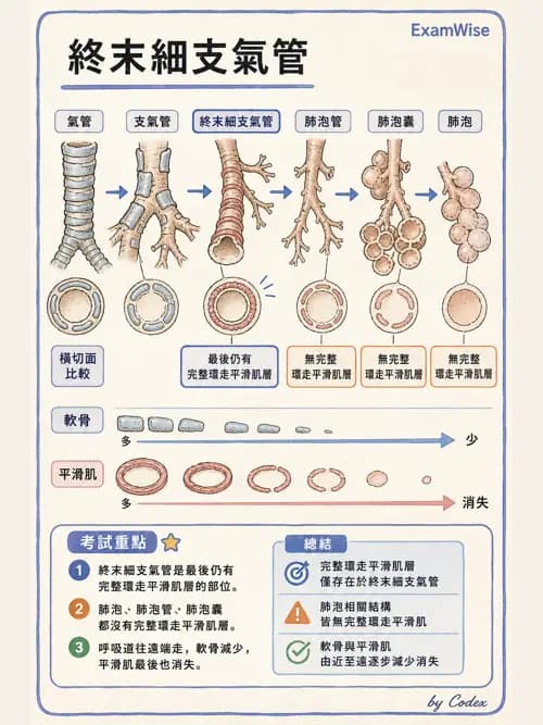 呼吸治療師 - 呼吸系統構造與發展 - AI 圖文解析預覽
