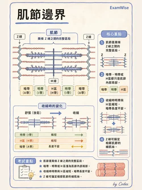 呼吸治療師 - 心臟與循環解剖 - AI 圖文解析預覽