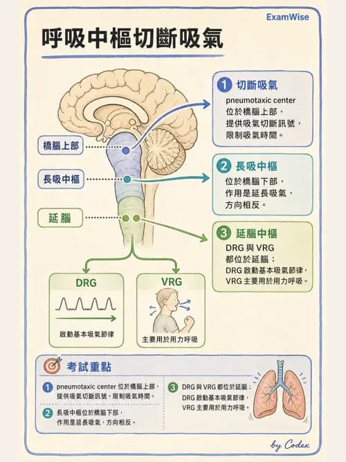 呼吸治療師 - 通氣、呼吸力學與控制 - AI 圖文解析預覽