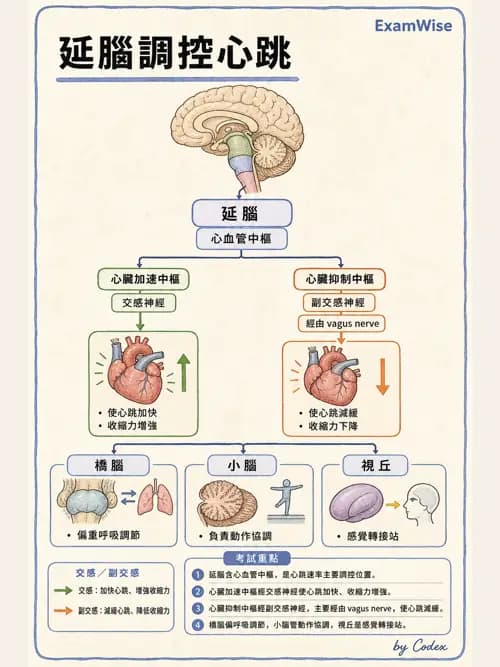 呼吸治療師 - 心臟與循環解剖 - AI 圖文解析預覽