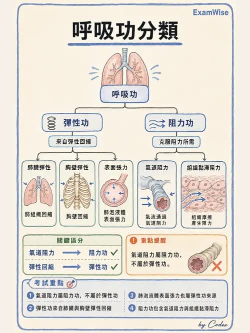 呼吸治療師 - 通氣、呼吸力學與控制 - AI 圖文解析預覽