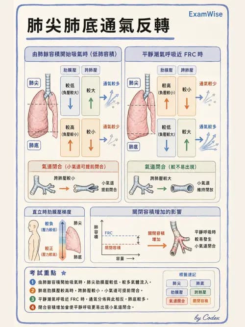 呼吸治療師 - 通氣、呼吸力學與控制 - AI 圖文解析預覽