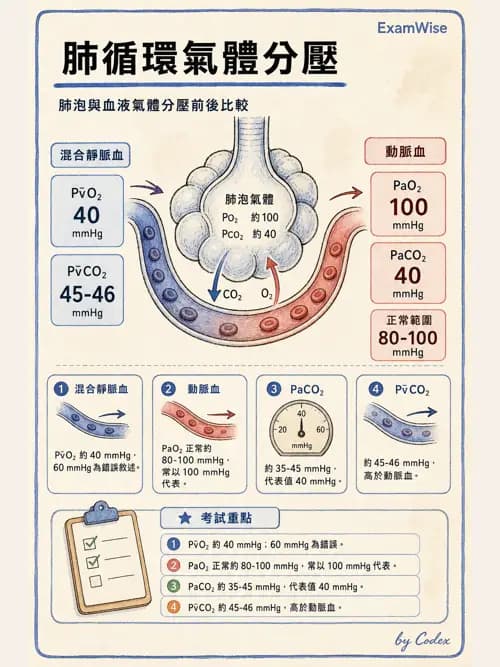 呼吸治療師 - 氣體擴散、交換與肺部代謝 - AI 圖文解析預覽
