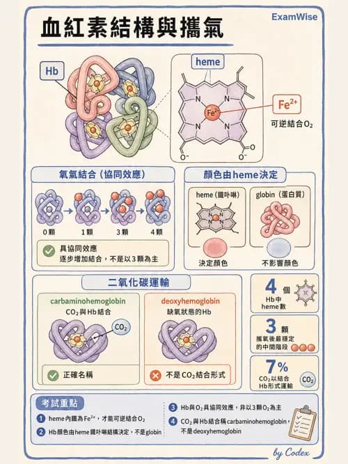 呼吸治療師 - 氣體擴散、交換與肺部代謝 - AI 圖文解析預覽