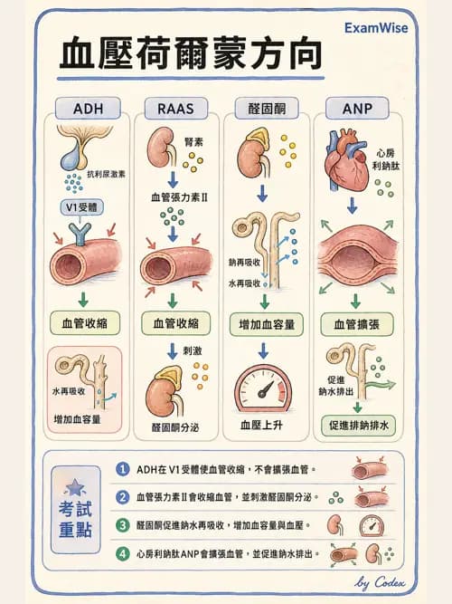 呼吸治療師 - 心臟生理與血液動力學 - AI 圖文解析預覽