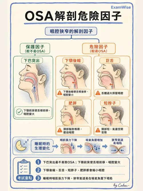 呼吸治療師 - 呼吸系統構造與發展 - AI 圖文解析預覽