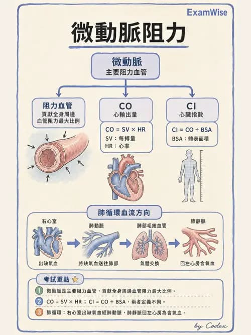 呼吸治療師 - 心臟生理與血液動力學 - AI 圖文解析預覽