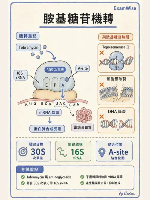 呼吸治療師 - 藥理學概論與抗感染藥物 - AI 圖文解析預覽