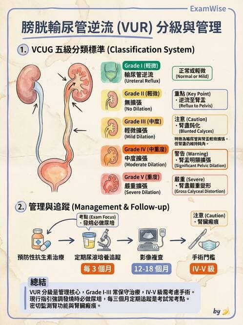 護理師 - 兒童泌尿系統疾病 - AI 圖文解析預覽