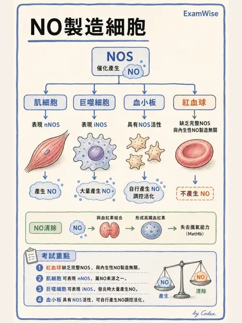 呼吸治療師 - 重症特殊處置 - AI 圖文解析預覽