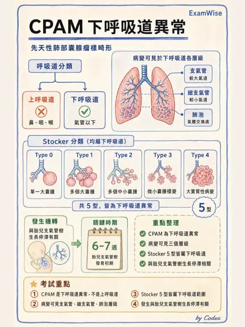 呼吸治療師 - 兒童呼吸系統疾病 - AI 圖文解析預覽