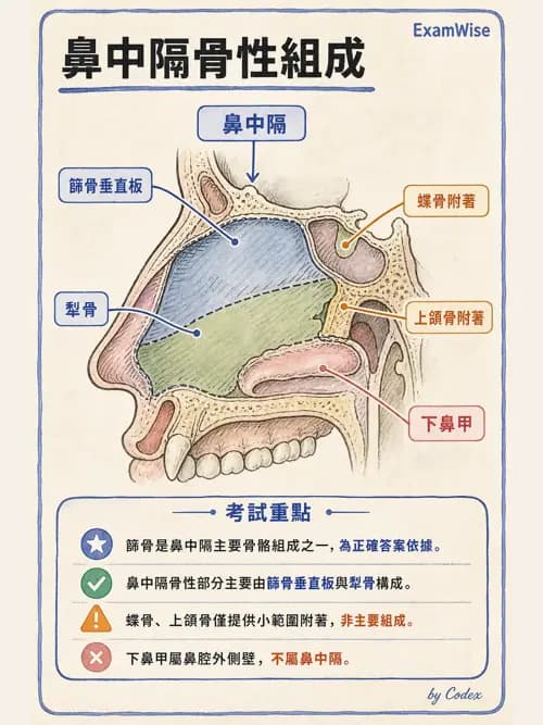 呼吸治療師 - 呼吸系統構造與發展 - AI 圖文解析預覽