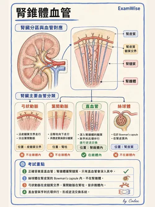 呼吸治療師 - 腎臟解剖 - AI 圖文解析預覽
