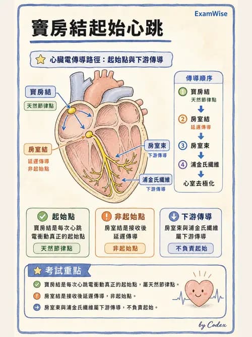呼吸治療師 - 心臟與循環解剖 - AI 圖文解析預覽