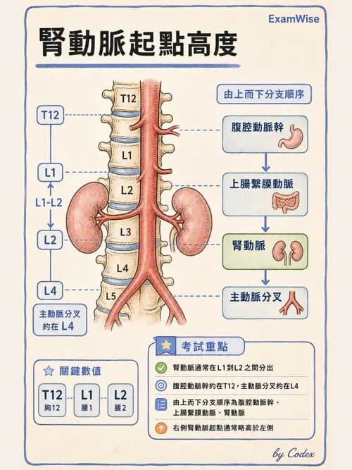 呼吸治療師 - 腎臟解剖 - AI 圖文解析預覽