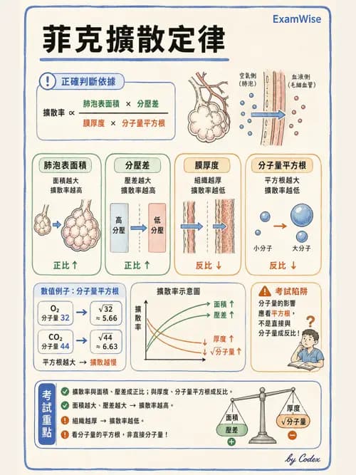呼吸治療師 - 氣體擴散、交換與肺部代謝 - AI 圖文解析預覽