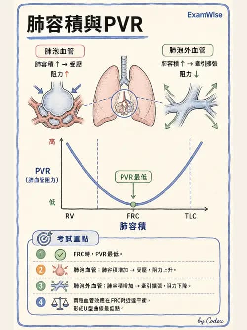 呼吸治療師 - 氣體擴散、交換與肺部代謝 - AI 圖文解析預覽