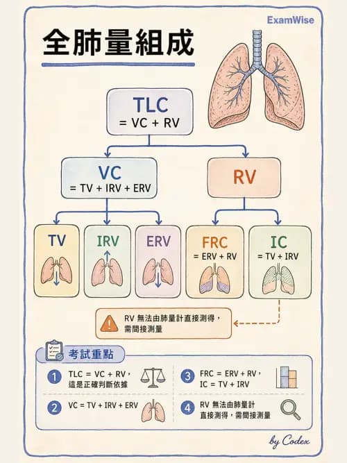 呼吸治療師 - 通氣、呼吸力學與控制 - AI 圖文解析預覽