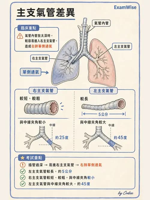 呼吸治療師 - 呼吸系統構造與發展 - AI 圖文解析預覽