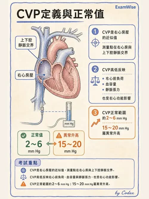 呼吸治療師 - 心臟生理與血液動力學 - AI 圖文解析預覽