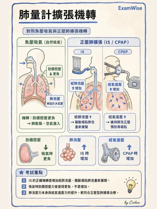 呼吸治療師 - 痰液清除與擴張治療 - AI 圖文解析預覽