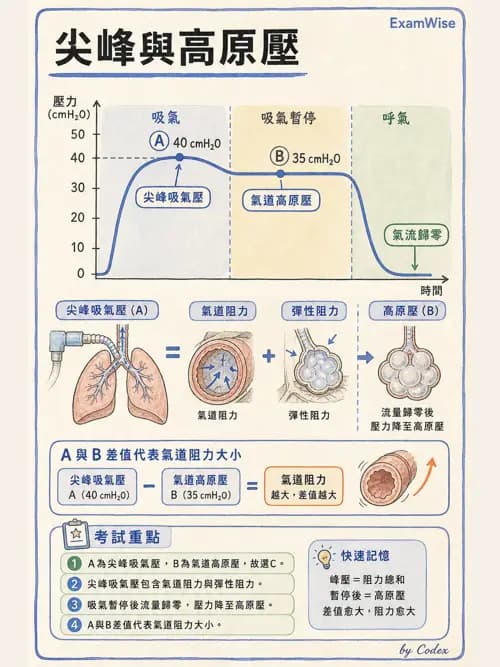呼吸治療師 - 機械通氣生理 - AI 圖文解析預覽