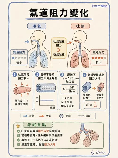 呼吸治療師 - 機械通氣生理 - AI 圖文解析預覽